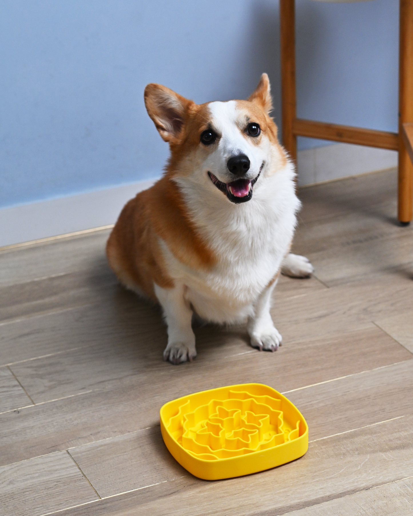 Maiolica, Slow Feeding Bowl