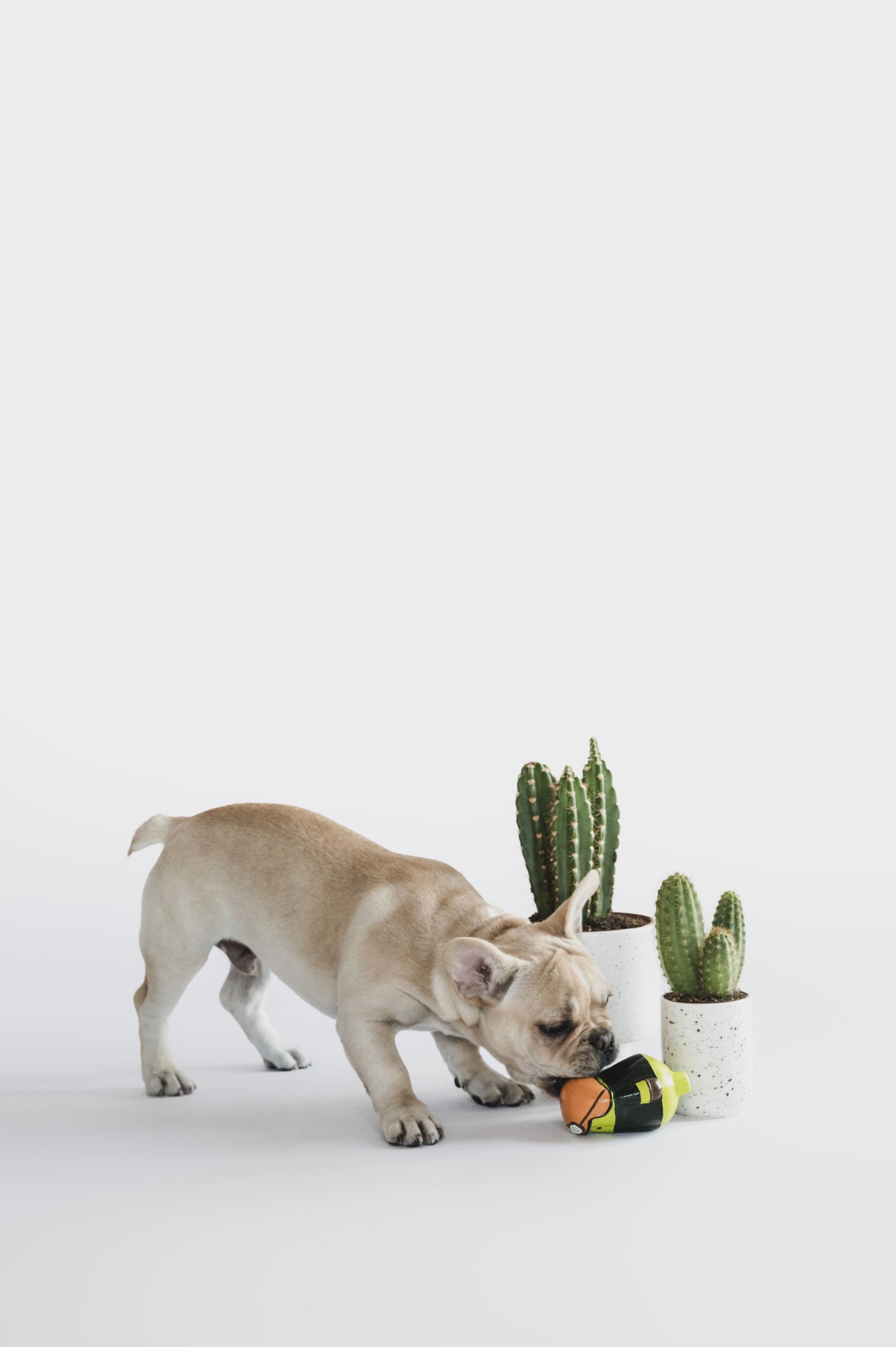 Biker Cactus, Sounder Toy