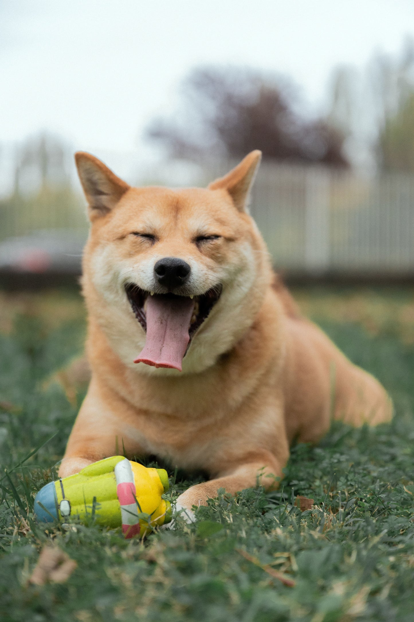 Swimmer Cactus, Sounder Toy